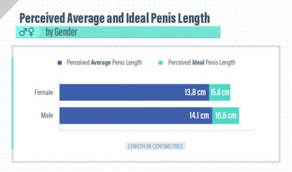 average-penis-size
