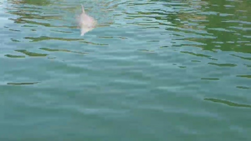 ฮือฮา! พบโลมาโหนกสีชมพู 2 ตัว ว่ายน้ำเล่น ในอ่าวพังงา