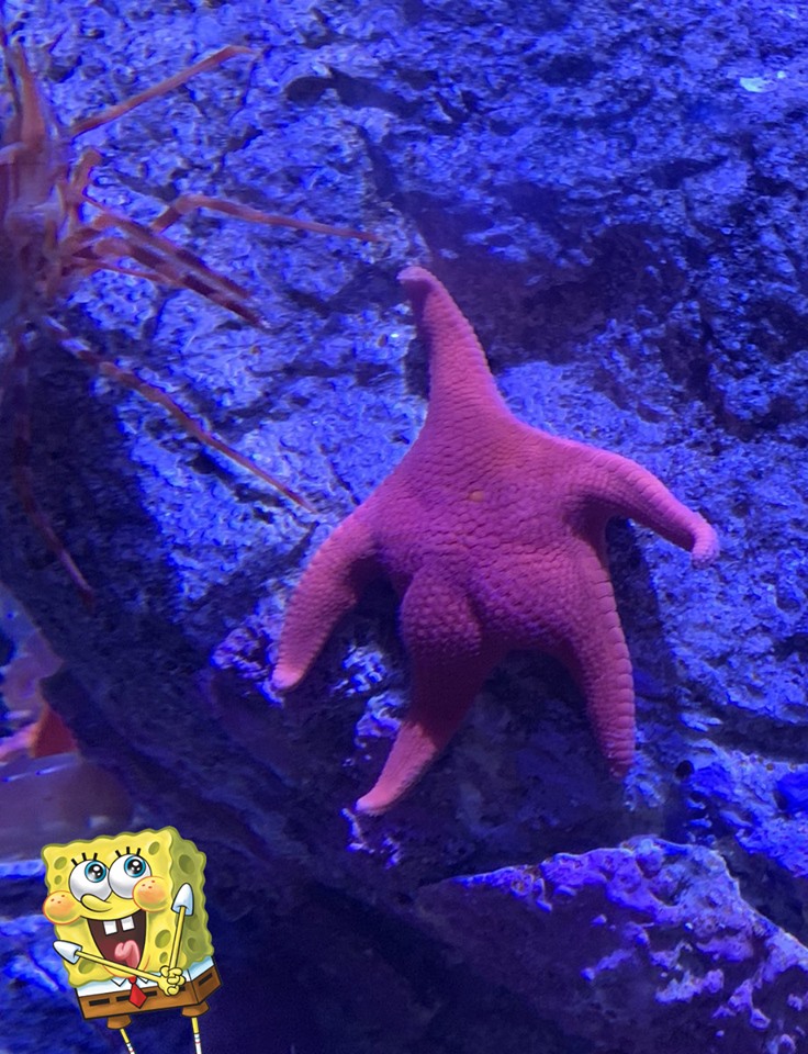 Real Patrick